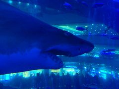 -成都浩海立方海洋公园