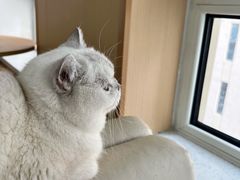 -鼓捣猫呢主题猫咖店