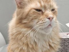 -藏猫猫咖啡主题馆(中央大道店)