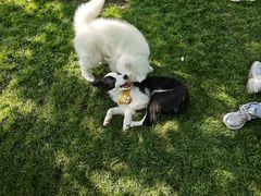 -爪吧宠物乐园 (温榆河示范区店)