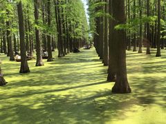 -渌洋湖湿地公园