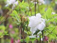 -西湖公园(鼓楼区)