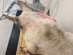 -琪喵猫屋·撸猫猫咖·猫舍