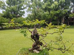 -申粤轩酒楼·三十年粤菜经典(丁香花园店)
