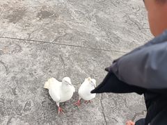 -南湖梦幻岛