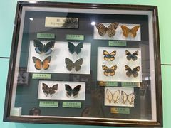 -上海昆虫博物馆