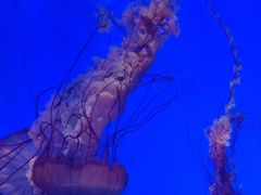 -上海海洋水族馆