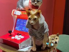 -猫色咖啡·猫咖