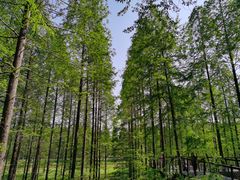 -黄海国家森林公园