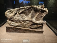 -自贡恐龙博物馆