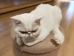 -猫腻·猫咖·撸猫馆(星光大道店)