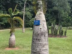 -西双版纳傣族园
