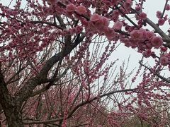 -香雪海