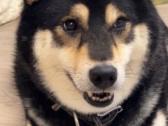 -柴迷FANS CLUB·柴犬狗咖·猫咖