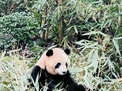 -成都大熊猫繁育研究基地