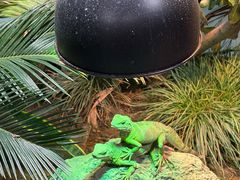 -上海大自然野生昆虫馆(东方明珠·爬宠昆虫探索中心)