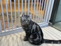 -藏猫猫咖啡主题馆(中央大道店)