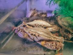 -V-ONE西雅图海鲜自助餐厅(仓山万达广场店)