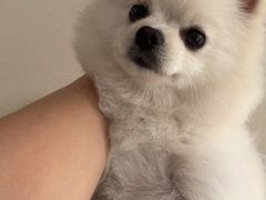 -宠福鑫康馨动物医院·骨科·眼科