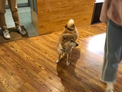 -柴务处·柴犬主题狗咖