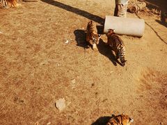 -西霞口神雕山野生动物世界