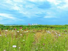 -莲花岛景区