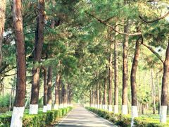 -合肥滨湖国家森林公园