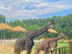 -北京野生动物园