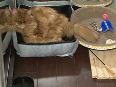 -猫十亿·布偶金渐层·曼基康矮脚猫舍(青年路店)