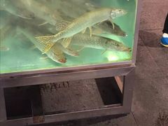 -煲来饱去冷水鱼