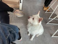 -悟白咖啡WoobyCafe
