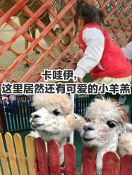 -萌宠亲子动物乐园(槐房万达店)