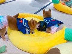 -逗柴咖啡屋·狗咖猫咖宠物桌游