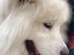 -宠福鑫康馨动物医院·骨科·眼科
