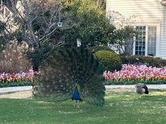 -J Create城市露营咖啡·简餐·宠物(上海动物园店)