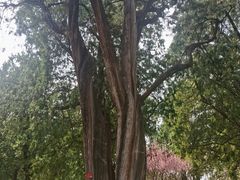 -北京市劳动人民文化宫(太庙)