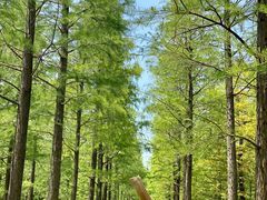 -泗洪洪泽湖湿地景区