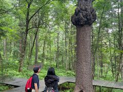 -五营红松林海景区