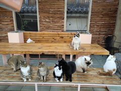 -喵屿·大理花园猫咖