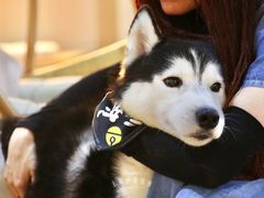 海参-Husky Go! 哈士奇体验馆·宠物咖啡厅狗咖