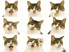 -瑞派天宁宠物医院·猫科·异宠中心