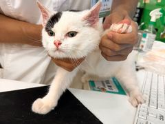 -瑞派动物医院·猫专科·至诚(江南中分院)