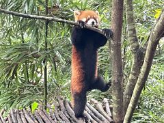 -都江堰中华大熊猫苑