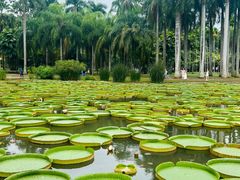 -中国科学院西双版纳热带植物园
