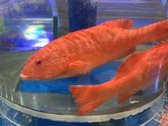 -新海渔港·胶东海鲜家常菜·家宴(奥体中心店)