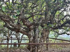 -汉艺唐风茶艺培训(联发华美空间店)