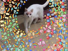 -纳吉亚猫专科动物诊疗中心(蒋宅口分院)