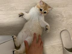 -东方名猫馆·英短金渐层布偶猫舍(环线广场1号楼店)