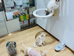 -1013 PET SHOP精品宠物商店(丁香店)