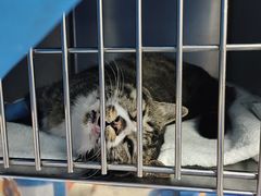 -纳吉亚猫专科动物诊疗中心(蒋宅口分院)